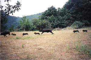 CLICK FOR A LARGER VERSION OF THIS PICTURE