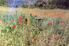 CLICK FOR A VIEW OF WINTER A LA CRUEIZE...